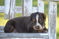 Naz , a male Australian Shepherd for sale in Pearson, GA – 6 of 9