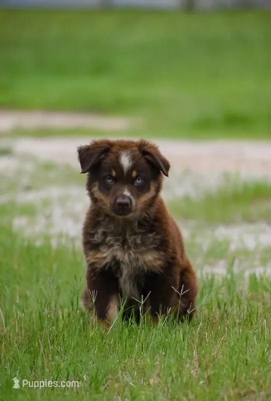 Kenna  – Australian Shepherd puppy for sale in Pearson, GA