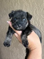 Harlee, a female Miniature Schnauzer for sale in Pearson, GA – 3 of 6