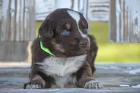 Kenna , a female Australian Shepherd for sale in Pearson, GA – 3 of 9