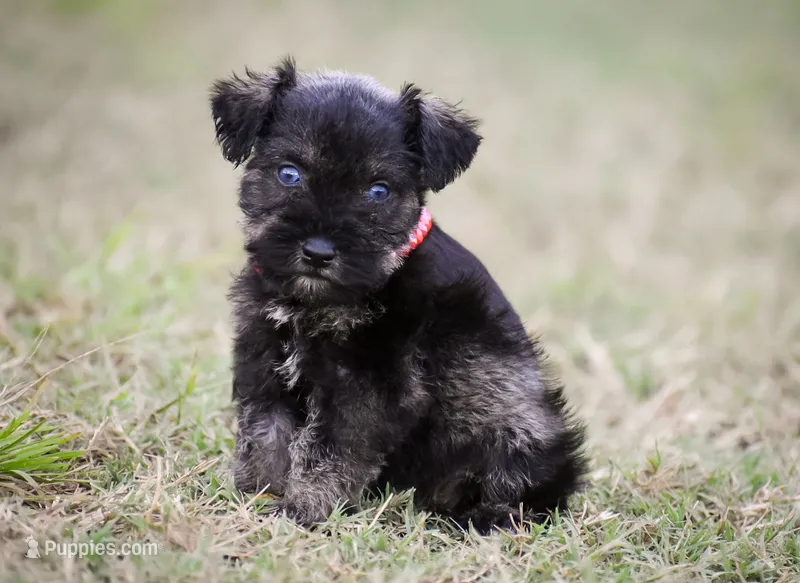 Harlee – Miniature Schnauzer puppy for sale in Pearson, GA