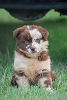 Demi, a female Australian Shepherd for sale in Pearson, GA – 2 of 8