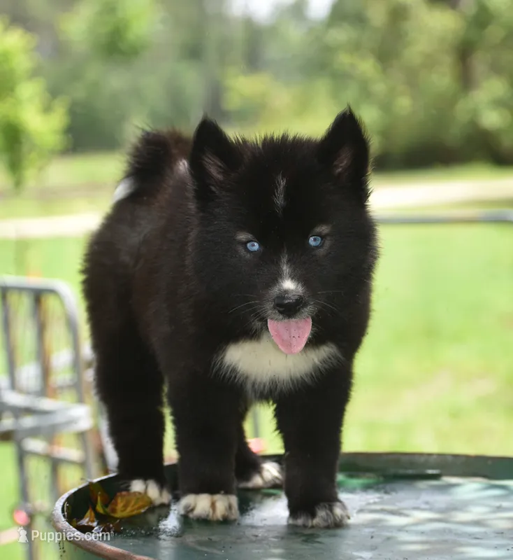 Anayah – Siberian Husky puppy for sale in Pearson, GA