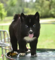 Anayah, a female Siberian Husky for sale in Pearson, GA – 1 of 6