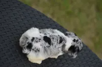Tate, a male Miniature Schnauzer for sale in Pearson, GA – 2 of 3