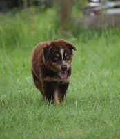 Naz, a male Australian Shepherd for sale in Pearson, GA – 2 of 8