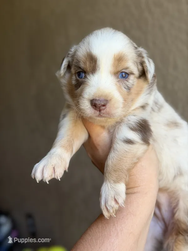 Kyri – Australian Shepherd puppy for sale in Pearson, GA