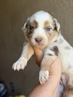 Kyri, a female Australian Shepherd for sale in Pearson, GA – 1 of 10