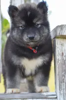 Jem, a female Siberian Husky for sale in Pearson, GA – 4 of 7
