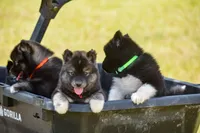 Jem, a female Siberian Husky for sale in Pearson, GA – 6 of 7