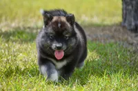 Jem, a female Siberian Husky for sale in Pearson, GA – 2 of 7