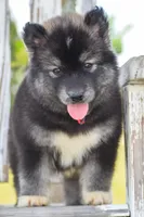 Jem, a female Siberian Husky for sale in Pearson, GA – 3 of 7