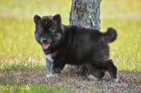 Jem, a female Siberian Husky for sale in Pearson, GA – 5 of 7
