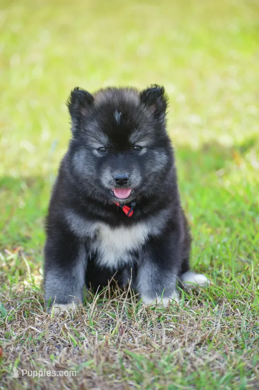Jem – Siberian Husky puppy for sale in Pearson, GA