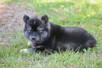 Jem, a female Siberian Husky for sale in Pearson, GA – 7 of 7