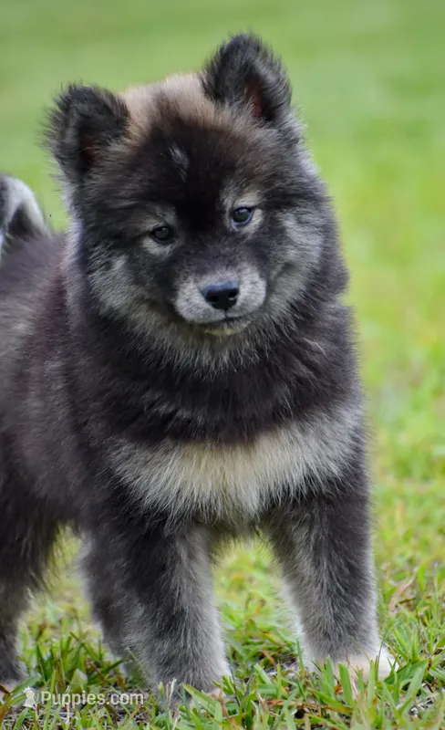 Jem – Siberian Husky puppy for sale in Pearson, GA