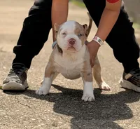 Patch , a male American Bully for sale in Cincinnati, OH – Photo 1 of 7