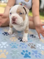 Patch , a male American Bully for sale in Cincinnati, OH – Photo 6 of 7