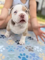 Patch , a male American Bully for sale in Cincinnati, OH – Photo 4 of 7