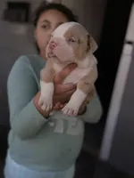 Patch , a male American Bully for sale in Cincinnati, OH – Photo 2 of 3