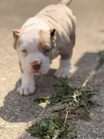 Patch , a male American Bully for sale in Cincinnati, OH – Photo 7 of 7