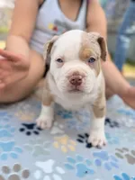 Patch , a male American Bully for sale in Cincinnati, OH – Photo 5 of 7