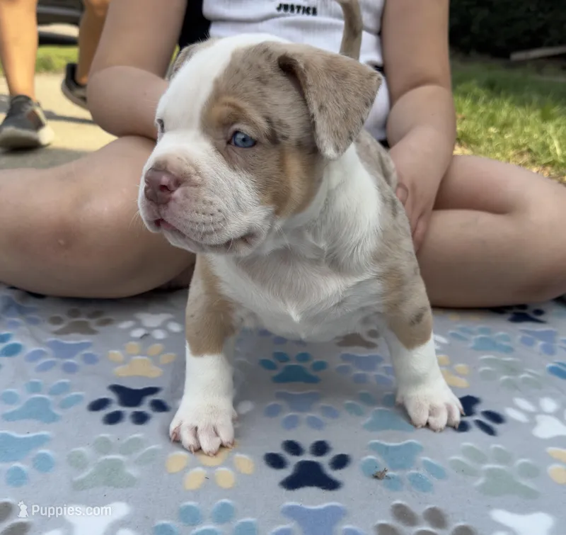Patch  – American Bully puppy for sale in Cincinnati, OH