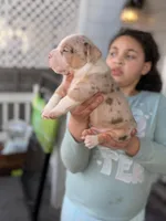 Patch , a male American Bully for sale in Cincinnati, OH – Photo 3 of 3