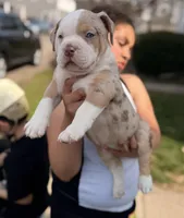 Patch , a male American Bully for sale in Cincinnati, OH – Photo 3 of 7