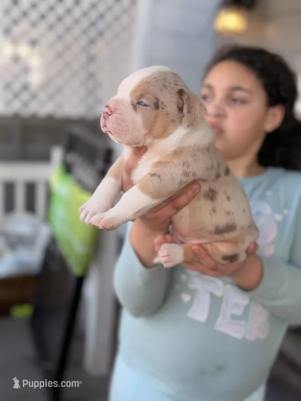 Patch  – American Bully puppy for sale in Cincinnati, OH