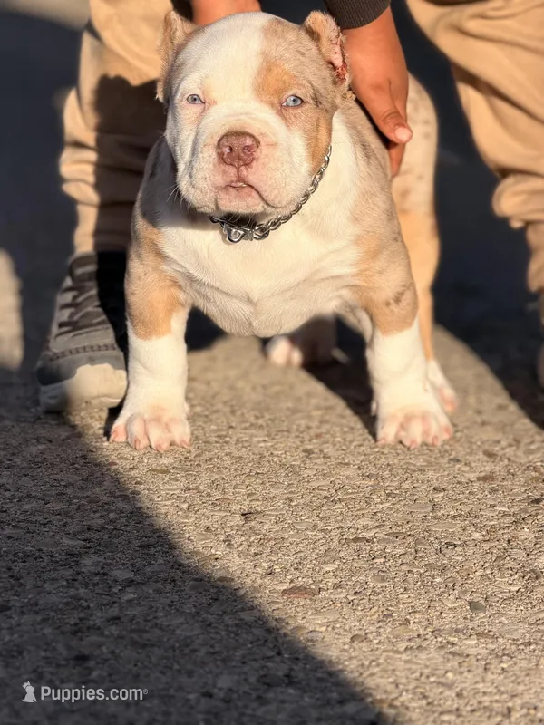 Patch  – American Bully puppy for sale in Cincinnati, OH