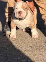 Patch , a male American Bully for sale in Cincinnati, OH – 1 of 5