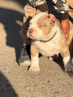 Patch , a male American Bully for sale in Cincinnati, OH – 5 of 5