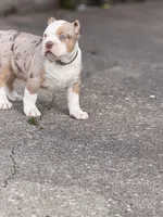 Patch , a male American Bully for sale in Cincinnati, OH – 4 of 5