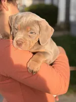 Lilac Girl , a female American Bully for sale in Cincinnati, OH – Photo 1 of 4