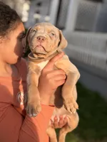 Lilac Girl , a female American Bully for sale in Cincinnati, OH – Photo 2 of 4