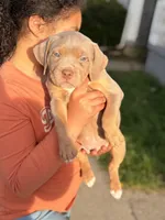 Lilac Girl , a female American Bully for sale in Cincinnati, OH – Photo 3 of 4
