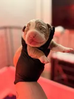 Lilac tri , a  American Bully for sale in Cincinnati, OH – Photo 2 of 3