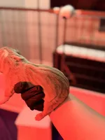 Lilac tri , a  American Bully for sale in Cincinnati, OH – Photo 3 of 3