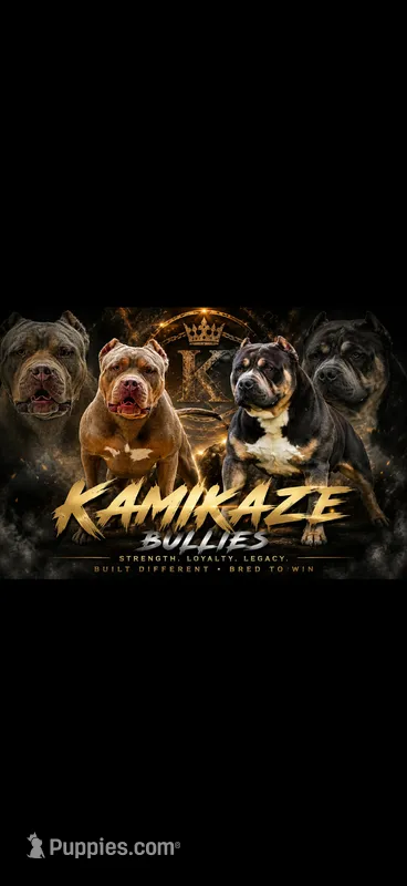 Zara X MO3  – American Bully puppy for sale in Cincinnati, OH