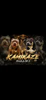 Zara X MO3 , a  American Bully for sale in Cincinnati, OH – 1 of 2