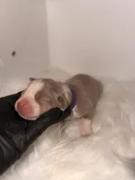 Purple collar , a female American Bully for sale in Cincinnati, OH – Photo 1 of 4