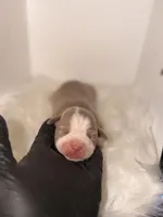 Purple collar , a female American Bully for sale in Cincinnati, OH – Photo 2 of 4