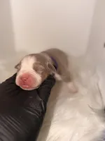 Purple collar , a female American Bully for sale in Cincinnati, OH – Photo 3 of 4