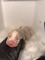 Green Collar , a male American Bully for sale in Cincinnati, OH – Photo 1 of 4