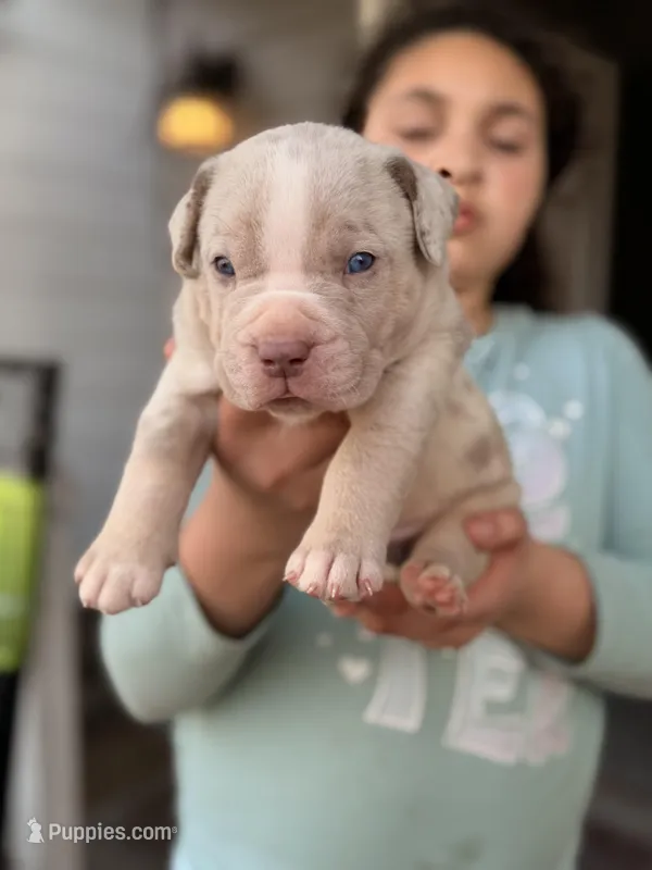 Green Collar  – American Bully puppy for sale in Cincinnati, OH