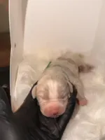 Green Collar , a male American Bully for sale in Cincinnati, OH – Photo 2 of 4