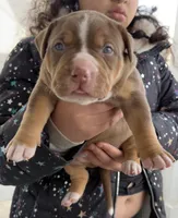Chocolate girl , a female American Bully for sale in Cincinnati, OH – Photo 2 of 3