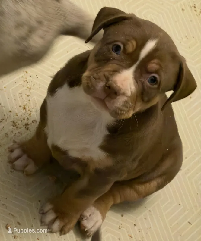 Chocolate girl  – American Bully puppy for sale in Cincinnati, OH