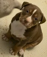 Chocolate girl , a female American Bully for sale in Cincinnati, OH – Photo 1 of 3